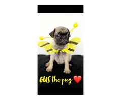 3 males pug puppy for adoption - 5