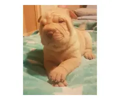 APRICOT DILUTE SHAR PEI PUP