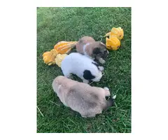 7 Great Pyrenees Puppies for Sale