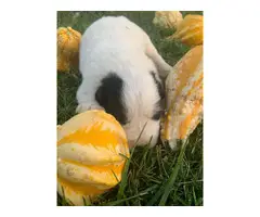 7 Great Pyrenees Puppies for Sale - 5