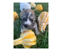 7 Great Pyrenees Puppies for Sale - 6