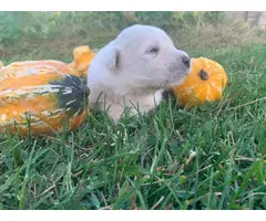 7 Great Pyrenees Puppies for Sale - 9
