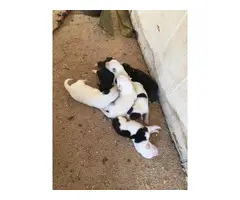 Border Collie puppies - 4