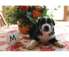 Males and females registered Aussie puppies