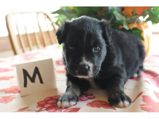 Males and females registered Aussie puppies - 2/7