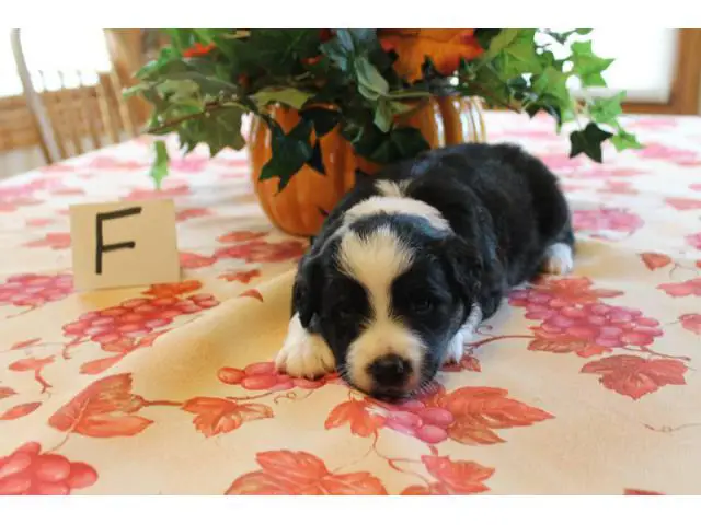 Males and females registered Aussie puppies - 3/7