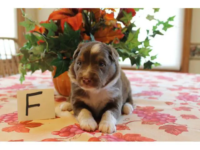 Males and females registered Aussie puppies - 6/7