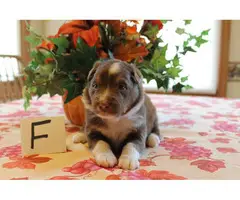 Males and females registered Aussie puppies - 6