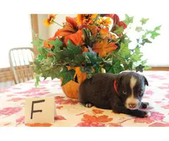 Males and females registered Aussie puppies - 7