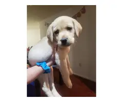 2 AKC Lab puppies for sale