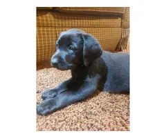 2 AKC Lab puppies for sale - 3