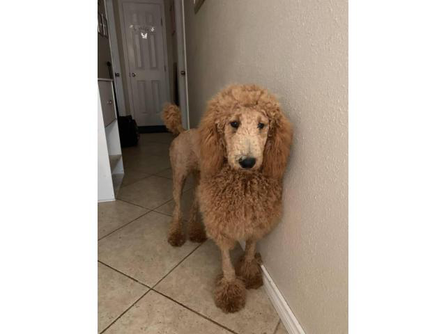 Standard Poodles 5 males and 4 females in Waco, Texas - Puppies for