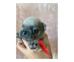 4 males 2 females French bulldog puppies available - 7
