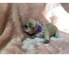 4 males 2 females French bulldog puppies available - 8