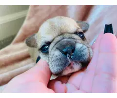4 males 2 females French bulldog puppies available - 9