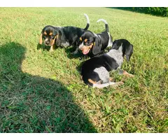 3 Pocket Beagle Puppies left - 1