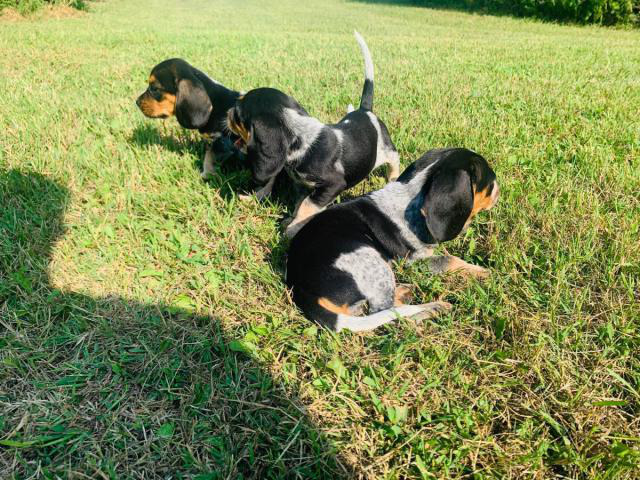 3 Pocket Beagle Puppies left in Dallas, Texas Puppies
