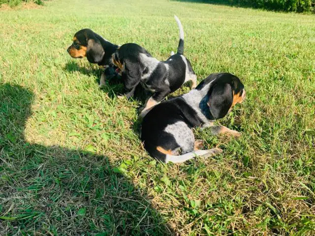 3 Pocket Beagle Puppies left - 2/8