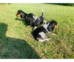 3 Pocket Beagle Puppies left - 2