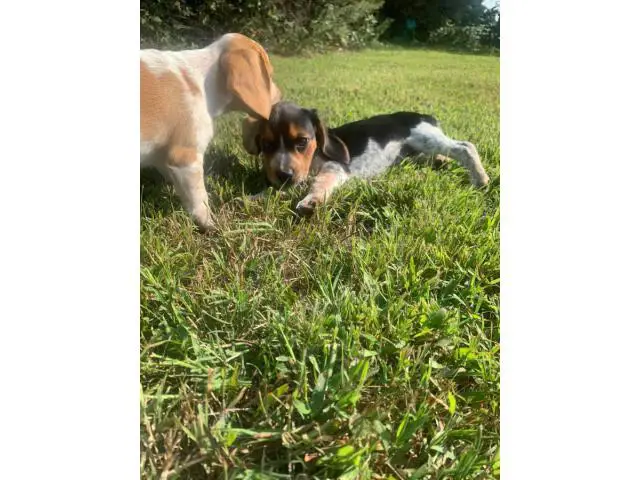 3 Pocket Beagle Puppies left - 8/8