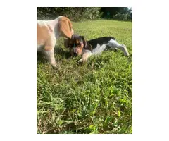 3 Pocket Beagle Puppies left - 8