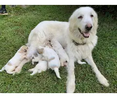 Full-blooded Great Pyrenees puppies