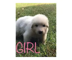 Full-blooded Great Pyrenees puppies - 4