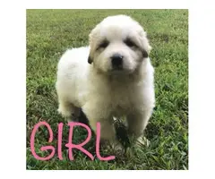 Full-blooded Great Pyrenees puppies - 5