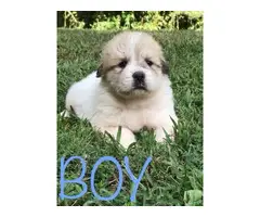 Full-blooded Great Pyrenees puppies - 6