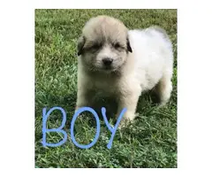 Full-blooded Great Pyrenees puppies - 7