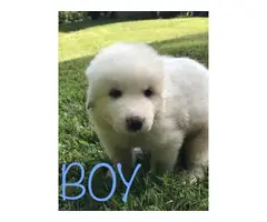 Full-blooded Great Pyrenees puppies - 9