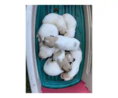Full-blooded Great Pyrenees puppies - 10