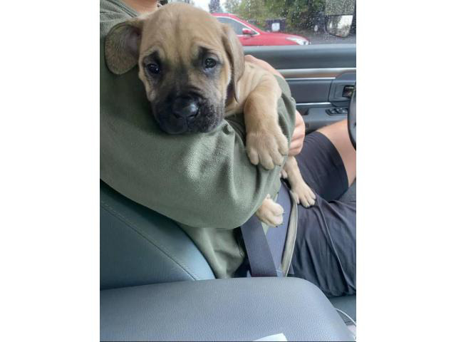 Mastiff puppies in Knoxville, Tennessee Puppies for Sale