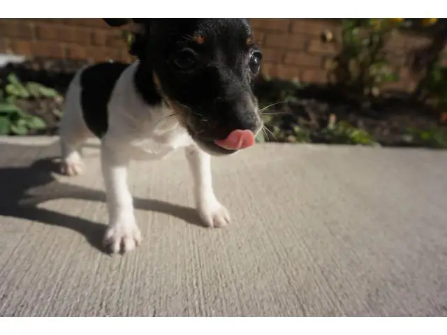10 weeks old toy fox terrier puppies for sale - 2/5
