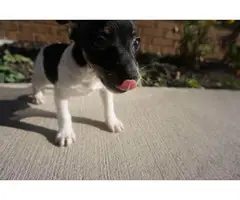 10 weeks old toy fox terrier puppies for sale - 2