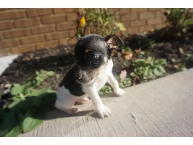 10 weeks old toy fox terrier puppies for sale - 3/5