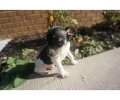 10 weeks old toy fox terrier puppies for sale - 3