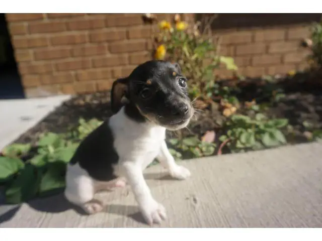 10 weeks old toy fox terrier puppies for sale - 4/5