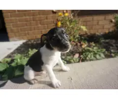 10 weeks old toy fox terrier puppies for sale - 4