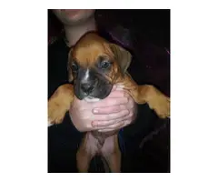 8 week old full blood boxer puppies - 4