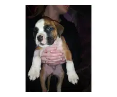 8 week old full blood boxer puppies - 5