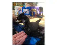 Litters of French Bulldog puppies