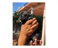 Litters of French Bulldog puppies - 2