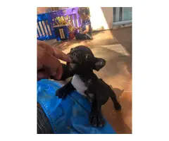 Litters of French Bulldog puppies - 7