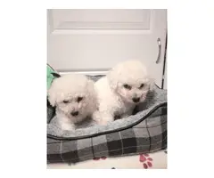 Fluffy white 8 weeks old Bichon Frise puppies