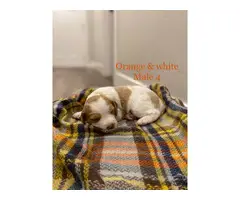 8 AKC purebred Brittany puppies for sale - 2
