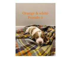 8 AKC purebred Brittany puppies for sale - 5