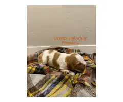 8 AKC purebred Brittany puppies for sale - 7
