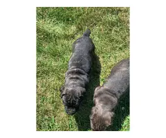 2 Registered Cane Corso Female Puppies - 4