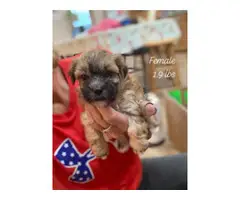 5 Morkie puppies ready for adoption
